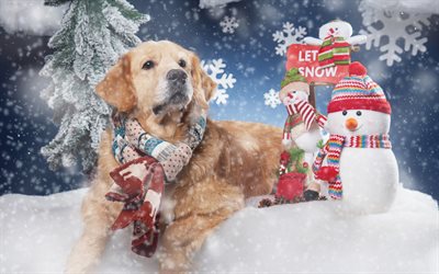 Winter, Christmas, Golden Retriever, snow, cute dog, New Year