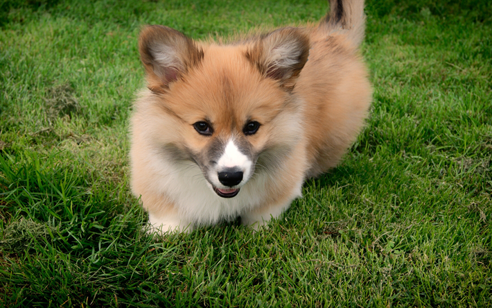コーギー, かわいい犬, 子犬, ペット, 犬, 緑の芝生