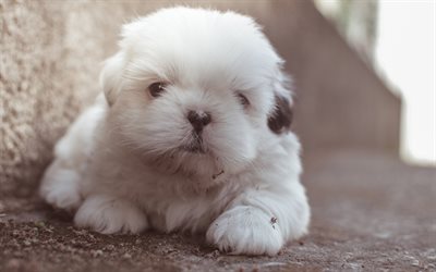 chow-chow, 4k, pets, puppy, cute animals, cute dog