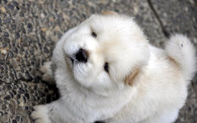 white fluffy puppy, Chow Chow, cute dog, pets, small dogs