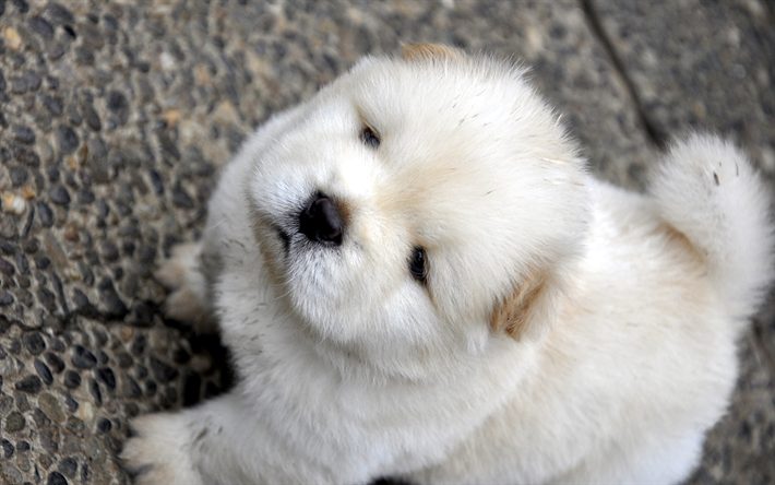 ダウンロード画像 白いふわふわのパピー チョウチョウ かわいい犬 ペット 小型犬 フリー のピクチャを無料デスクトップの壁紙