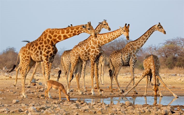 Girafes, Afrique, girafe troupeau, lac