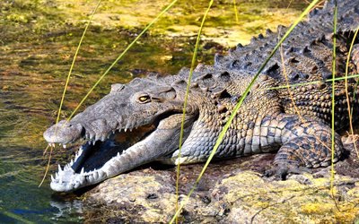 American crocodile, 4k, big terrible crocodile, predator, wildlife, North America, Crocodylus acutus