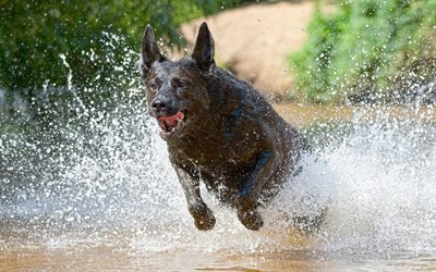 Dutch Shepherd Dog, black dog, running, river, dog breeds, herding dog