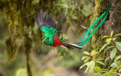 Quetzal resplendissant, l&#39;oiseau qui vole, vert, oiseaux, Am&#233;rique du Sud, Pharomachrus mocinno