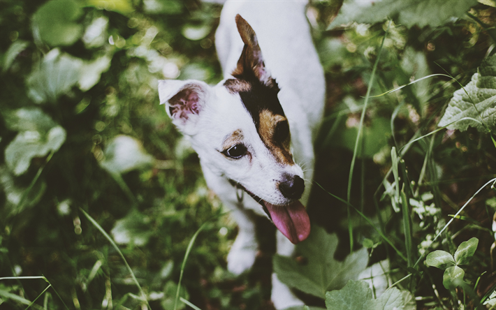 Jack Russell Terrier, 4k, animali domestici, cani, muso, simpatici animali, Jack Russell Terrier Cane