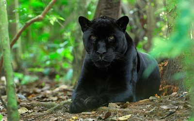 black panther, wildlife, forest, predator, green trees