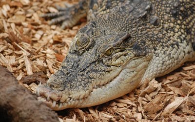 large crocodile, wildlife, predator, autumn, sawdust, crocodiles