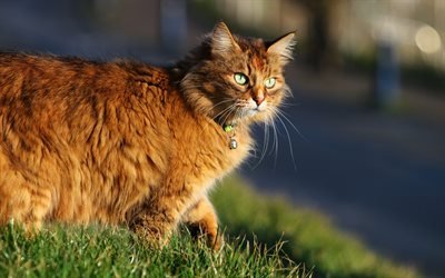 fluffy red cat, green grass, green eyes, cats, sunset, evening, breed of cats