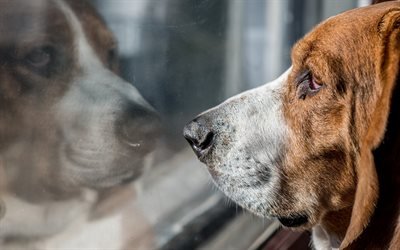 Basset Hound, breeds of dogs, domestic pet, box, dog, sadness concepts
