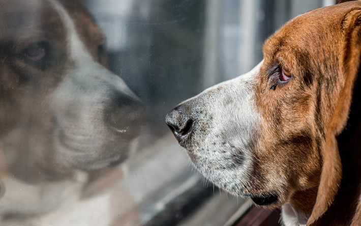 Basset, Chien de chasse, les races de chiens, des animaux domestiques, la bo&#238;te, le chien, la tristesse concepts