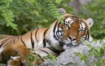 tiger, predator, forest, wildlife, dangerous animals, wild cats