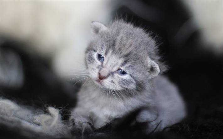 小さなグレーの子猫, かわいい動物たち, 灰色猫, 猫の繁殖, イギリス猫, ペット