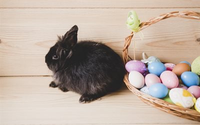 Easter, black little rabbit, easter eggs, decoration, cute animals