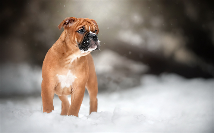 Saksan nyrkkeilij&#228;, pieni ruskea pentu, s&#246;p&#246; pikku koira, lemmikit, pennut, talvi, lumi