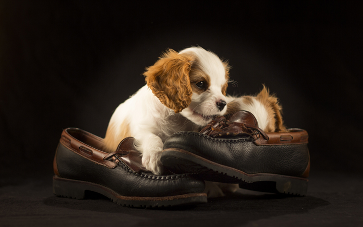 Cavalier King Charles Spaniel, puppy with shoes, pets, cute animals, dogs, small spaniel, Cavalier King Charles Spaniel Dog