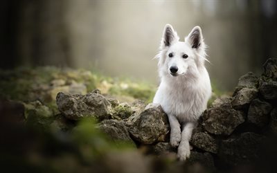 白いスイスの羊飼い, 森林, 木, 美しい白い犬, ペット, 犬