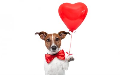 La saint valentin, le 14 février, coeur rouge, le chien, le cœur rouge de ballon, de soie rouge bow