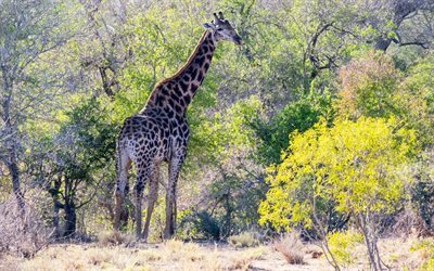 Giraffe, Africa, wildlife, forest