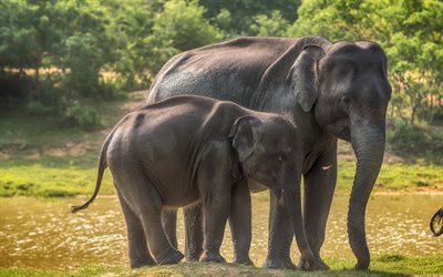 Elephants, Sri Lanka, Yala National Park, little elephant