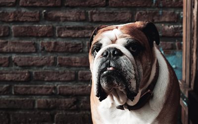 English Bulldog, large dog, short-haired breed of dogs, 4k, pets, dogs, Bulldog