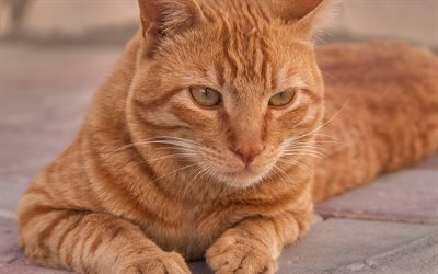 Arap Mau, zencefil kedi, 4k, portre, i&#231; kedi, sevimli hayvanlar, kediler