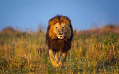 Lion, wildlife, savannah, Africa, Panthera leo