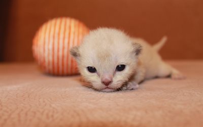 Burmese cat, little kitten, cute animals, cats, white kitten