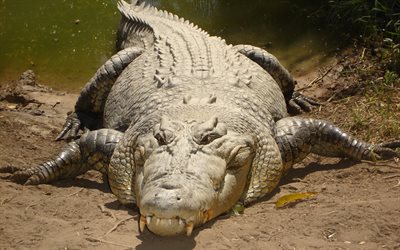 Saltwater crocodile, Indo-Pacific crocodile, marine crocodile, sea crocodile, 4k, wildlife, dangerous animals, reptiles, Crocodylus porosus