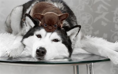 husky, big dog, small brown chihuahua puppy, friendship concepts, dogs