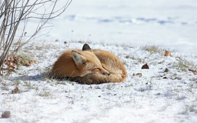 fox, wildlife, winter, snow, predators, small fox