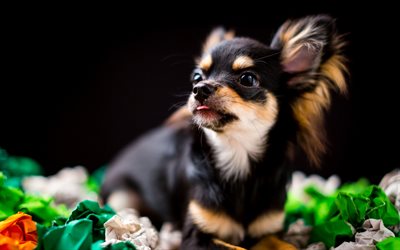 Chihuahua, Cane, animali domestici, animali, animali simpatici