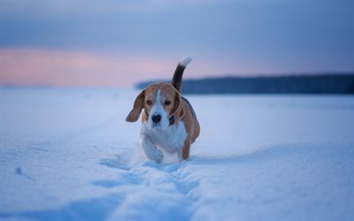 beagle, winter, snow, little brown dog, cute animals, pets, beagle puppy