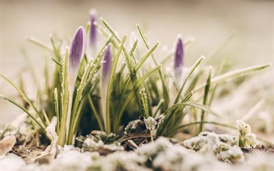 purple crocuses, morning, hoarfrost, snow, winter, crocuses, spring flowers