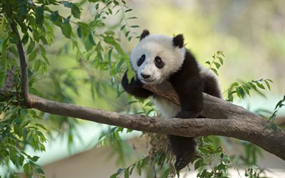 panda, tree, forest, wild nature, China, bamboo bear, mammals, bears, cute animals