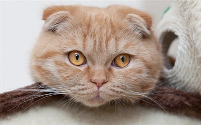 Scottish Folded Cat, portrait, ginger cat, domestic cats, British breeds of cats