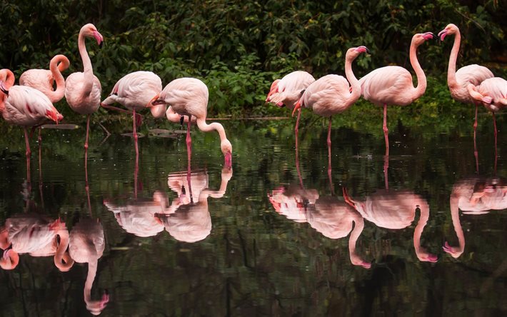 flamencos, lago, rosa aves, hermosas aves, flamencos rosados