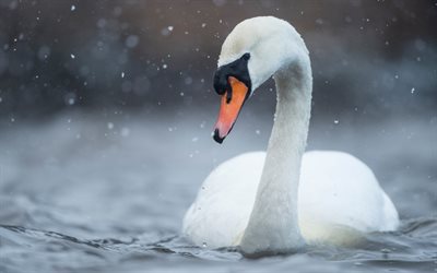 white swan, lake, beautiful white bird, swans, rain