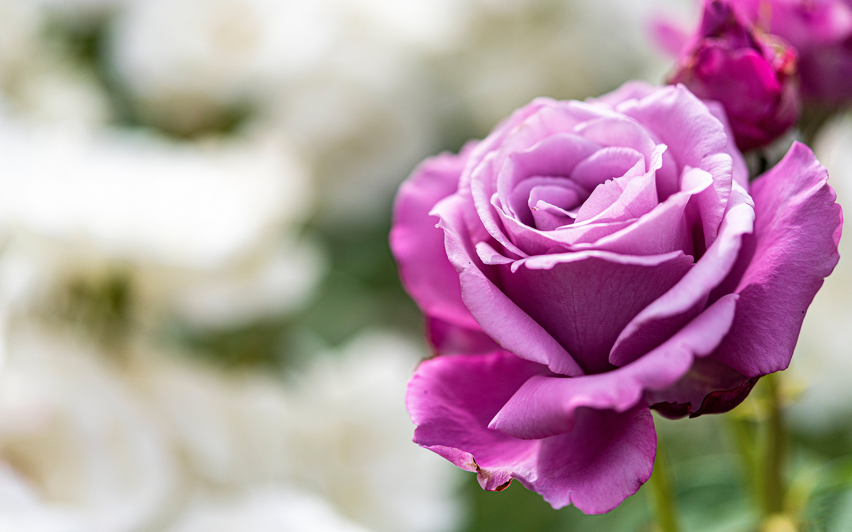 Download wallpapers purple rose, background with roses, beautiful