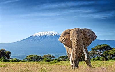 Kilimanjaro, elephants, Roof of Africa, savannah, Elephantidae, big elephants, stratovolcano, Africa, HDR