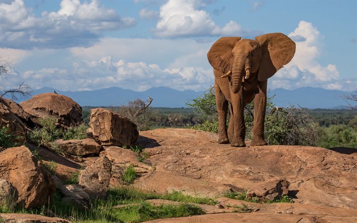 El elefante africano, tarde, puesta de sol, el joven elefante, fauna silvestre, animales salvajes, elefantes, &#193;frica