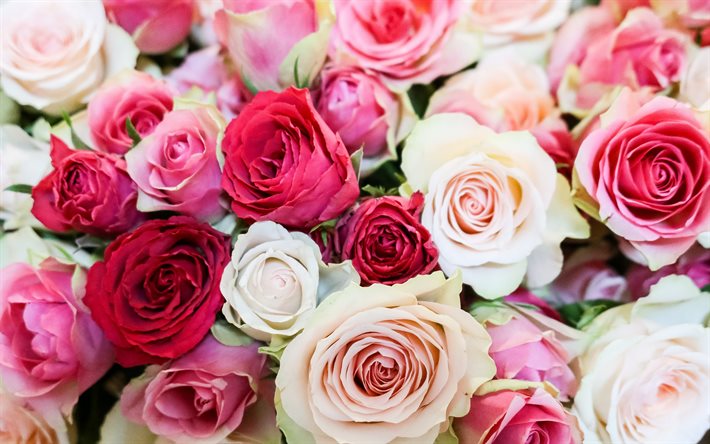 le blanc et le rouge des roses, roses roses, fond avec des roses, boutons de roses, gros bouquet de roses