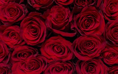 rosas vermelhas de fundo, borgonha rosas, bot&#245;es de rosa, lindas flores, fundo com rosas