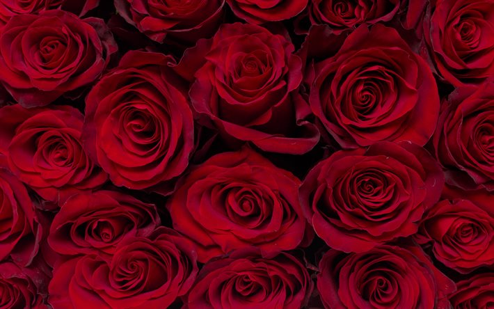 rosas vermelhas de fundo, borgonha rosas, bot&#245;es de rosa, lindas flores, fundo com rosas