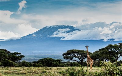 giraff, vilda djur, kv&#228;ll, sunset, Kilimanjaro, Tanzania, giraffer, Afrika, Stratovulkan
