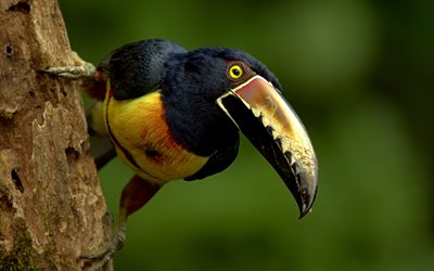 Aracari, 4k, bokeh, wildlife, exotic birds, colorful birds, Pteroglossus
