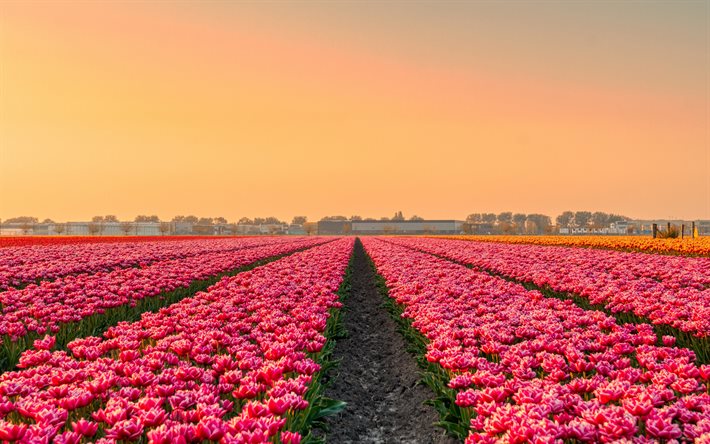 tulipanes de color rosa, campo de tulipanes, tarde, puesta de sol, flores, tulipanes, Holanda