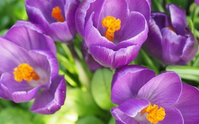 crochi, viola fiori di primavera sfondo di crochi, crocus, germogli, fiori bellissimi