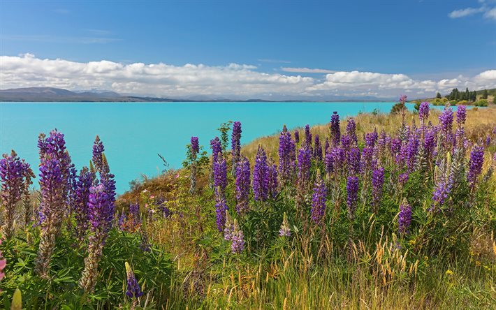 lake, lupins, spring, wildflowers, turquoise lake, mountain landscape