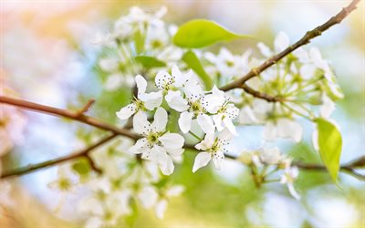 apple blossoms, white spring flowers, spring, apple tree, spring flower background